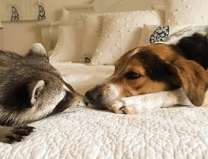 免费ddos在线攻击